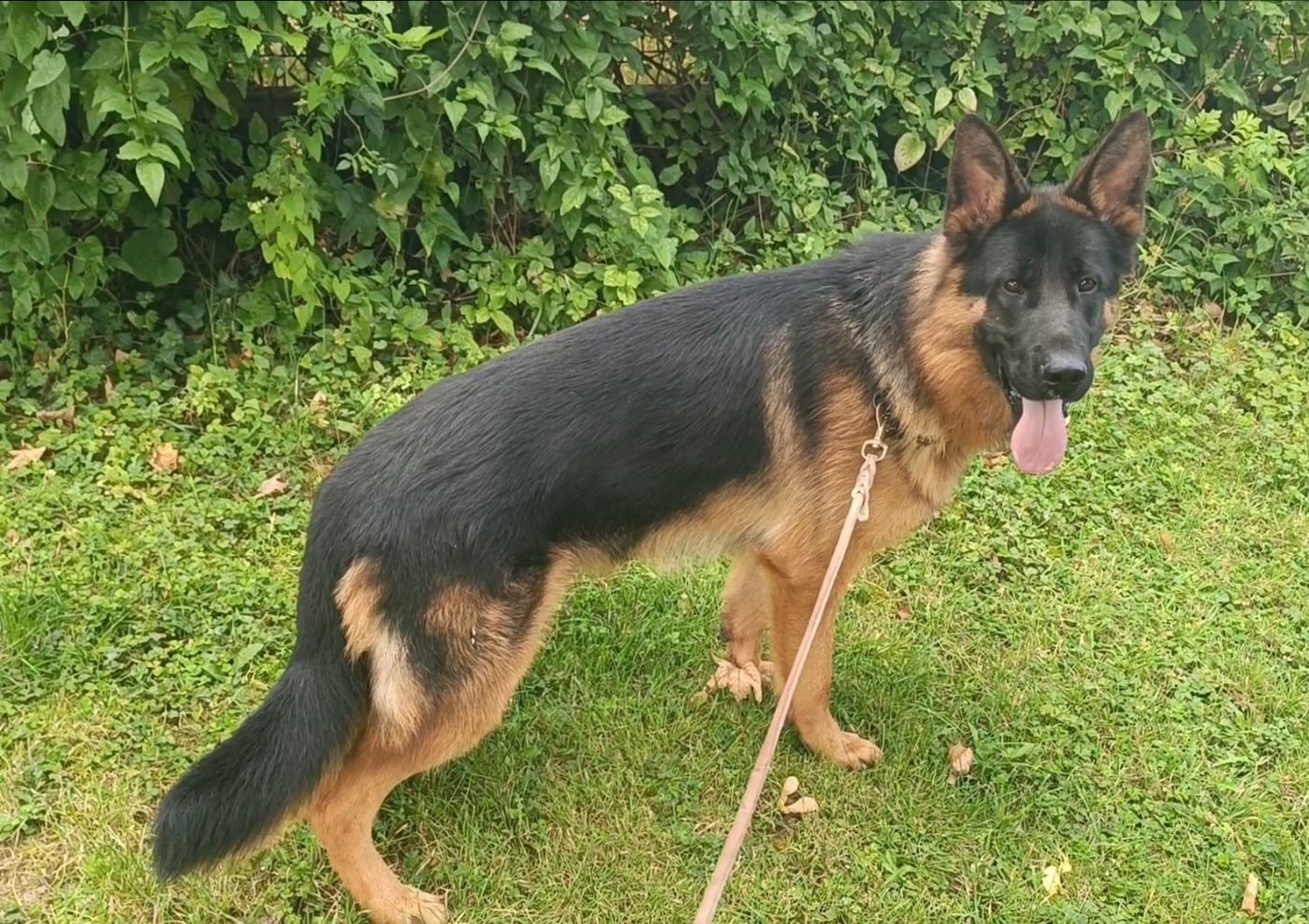 Publication : du Sol Invictus Auteur : Libert Aurelien