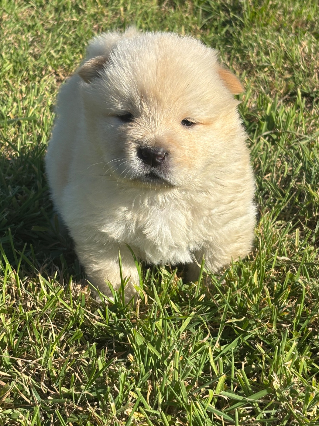 Publication : Du Domaine Des Grosses Papattes