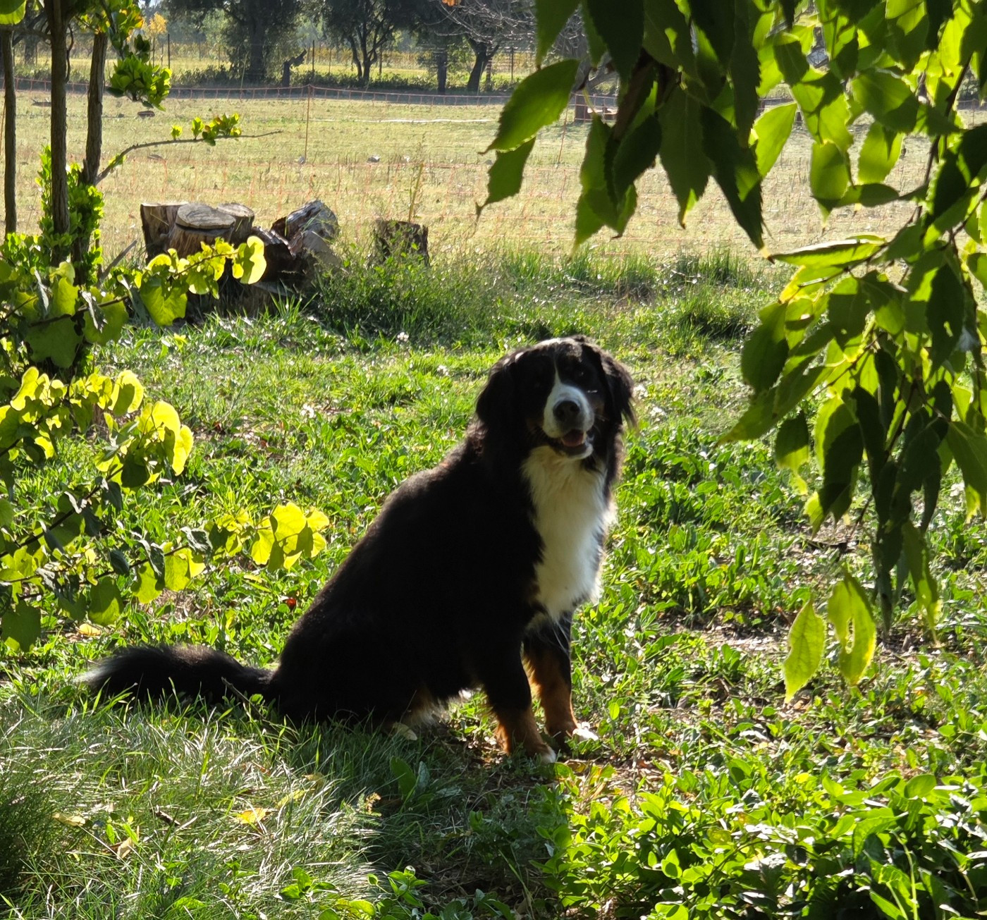 Publication : Le Domaine De Bois Chevaux 