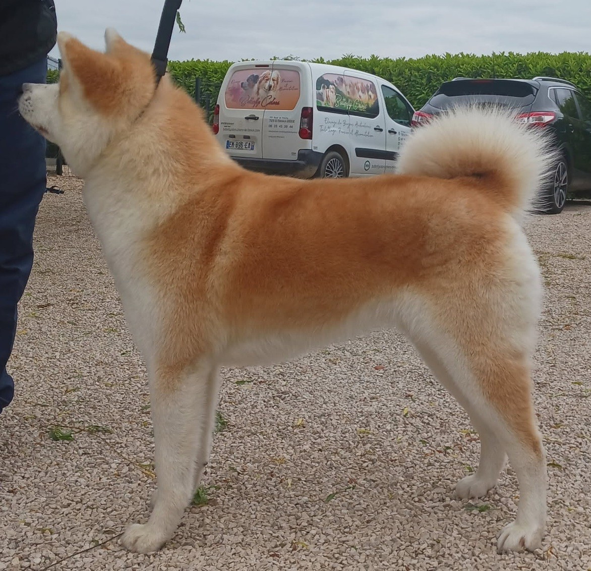 Publication : Butterfly Colors 