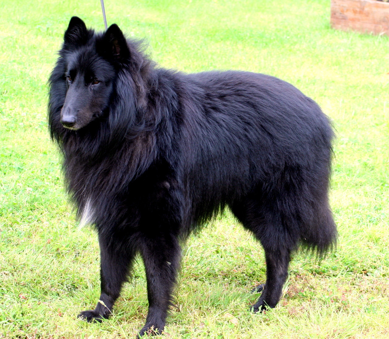 Publication : de la Tangi Morgane Auteur : A LE ROY