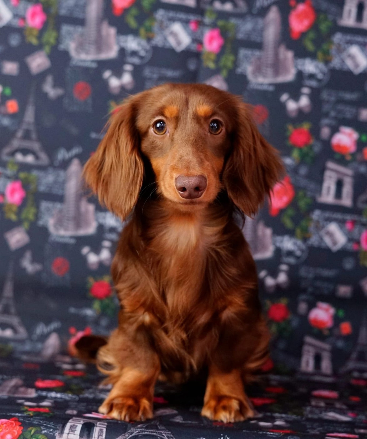 Publication : de la vallée du grand loup 