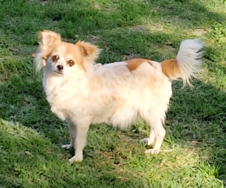 Publication : Des Légendes De Sardelis