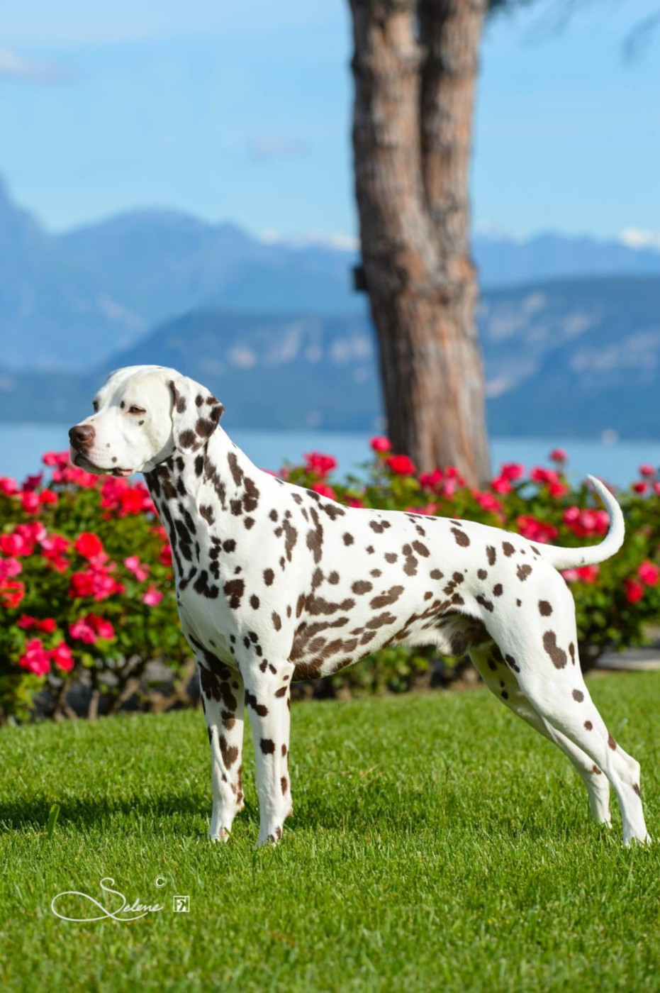 Publication : Du Domaine Des Jolies Taches Auteur : Martina Chieppi