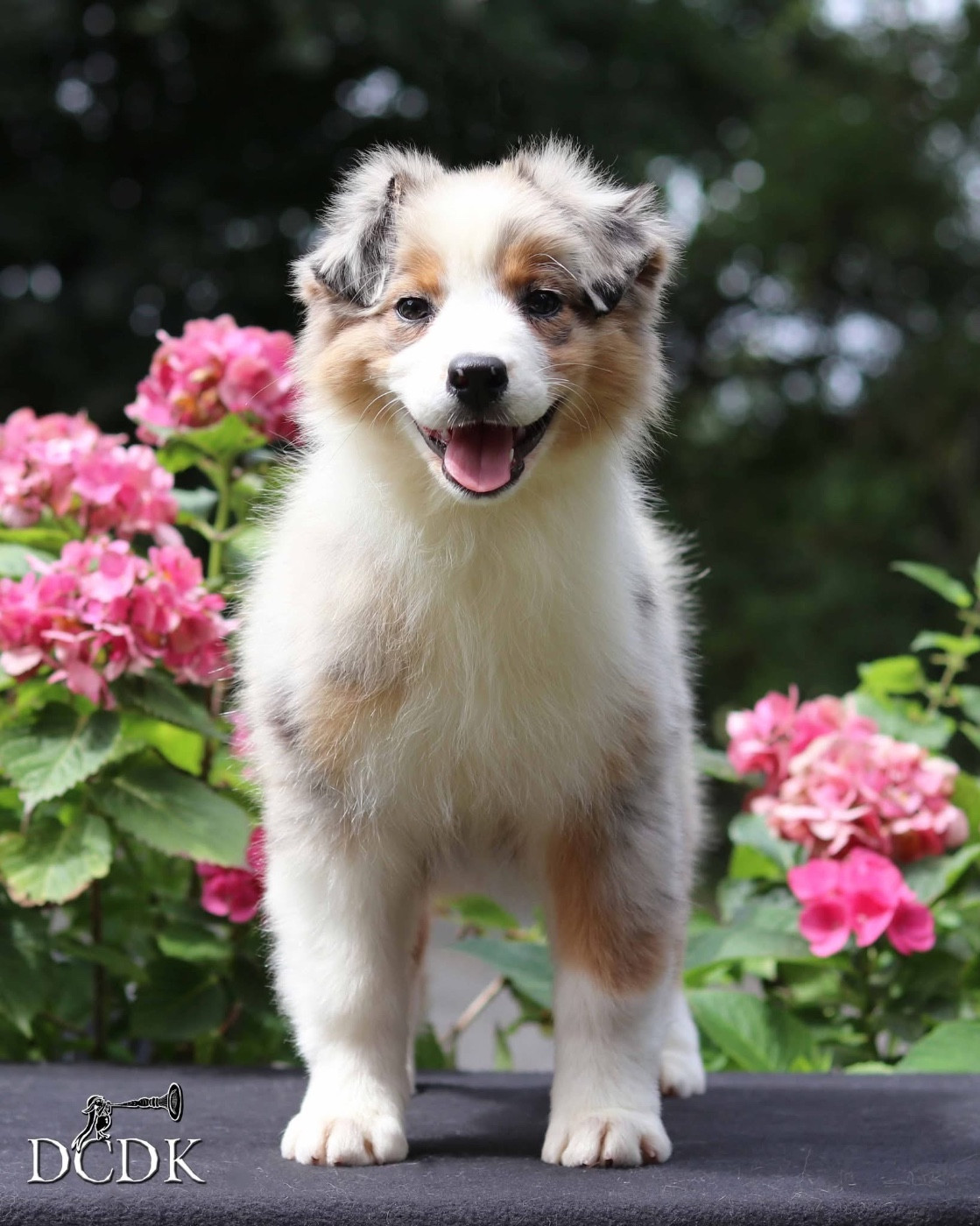 Publication : Skyrrows Auteur : DCDK