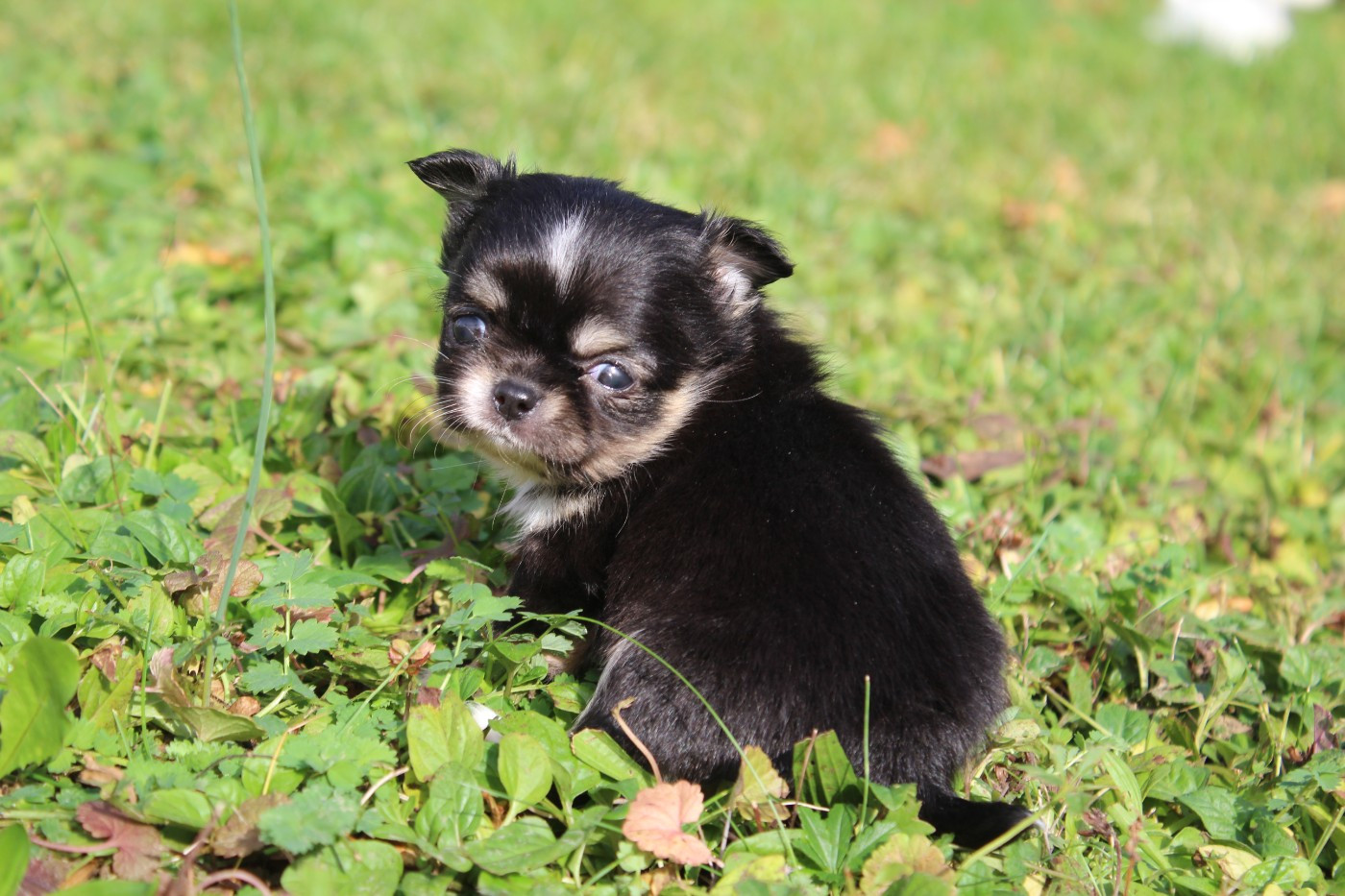 Publication : des Terres de la Faisanderie Auteur : Laurenne PROD'HON