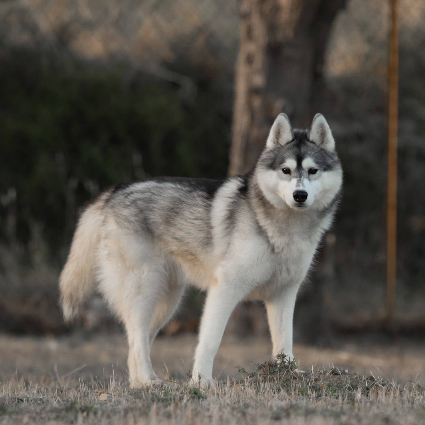 Publication : Of Masadora Auteur : Mira Maeva