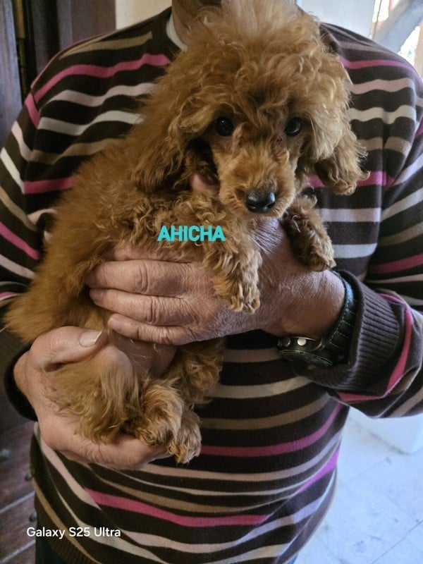 Publication : lovely yupanki Auteur : ILIAS