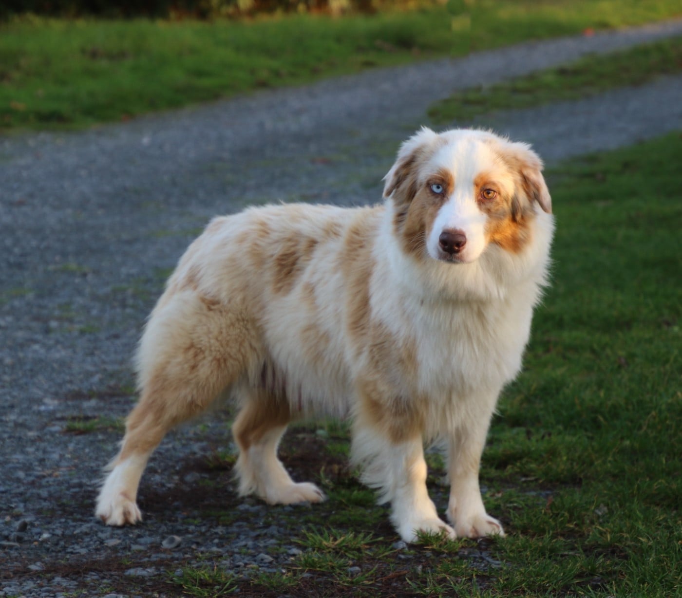 Publication : Du Domaine De La Canurie Auteur : Nathalie Foure