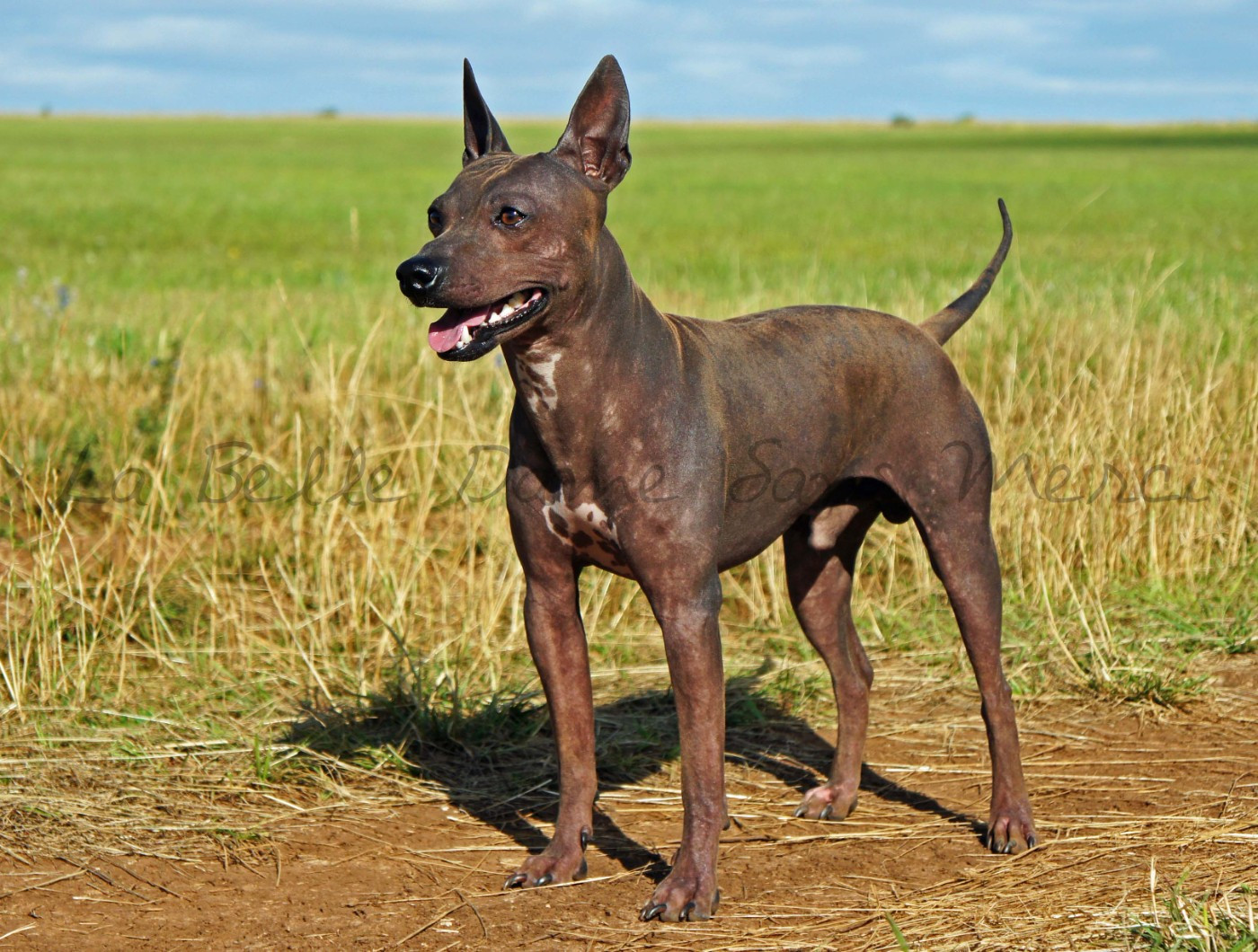 Publication : de la Belle Dame Sans Merci 