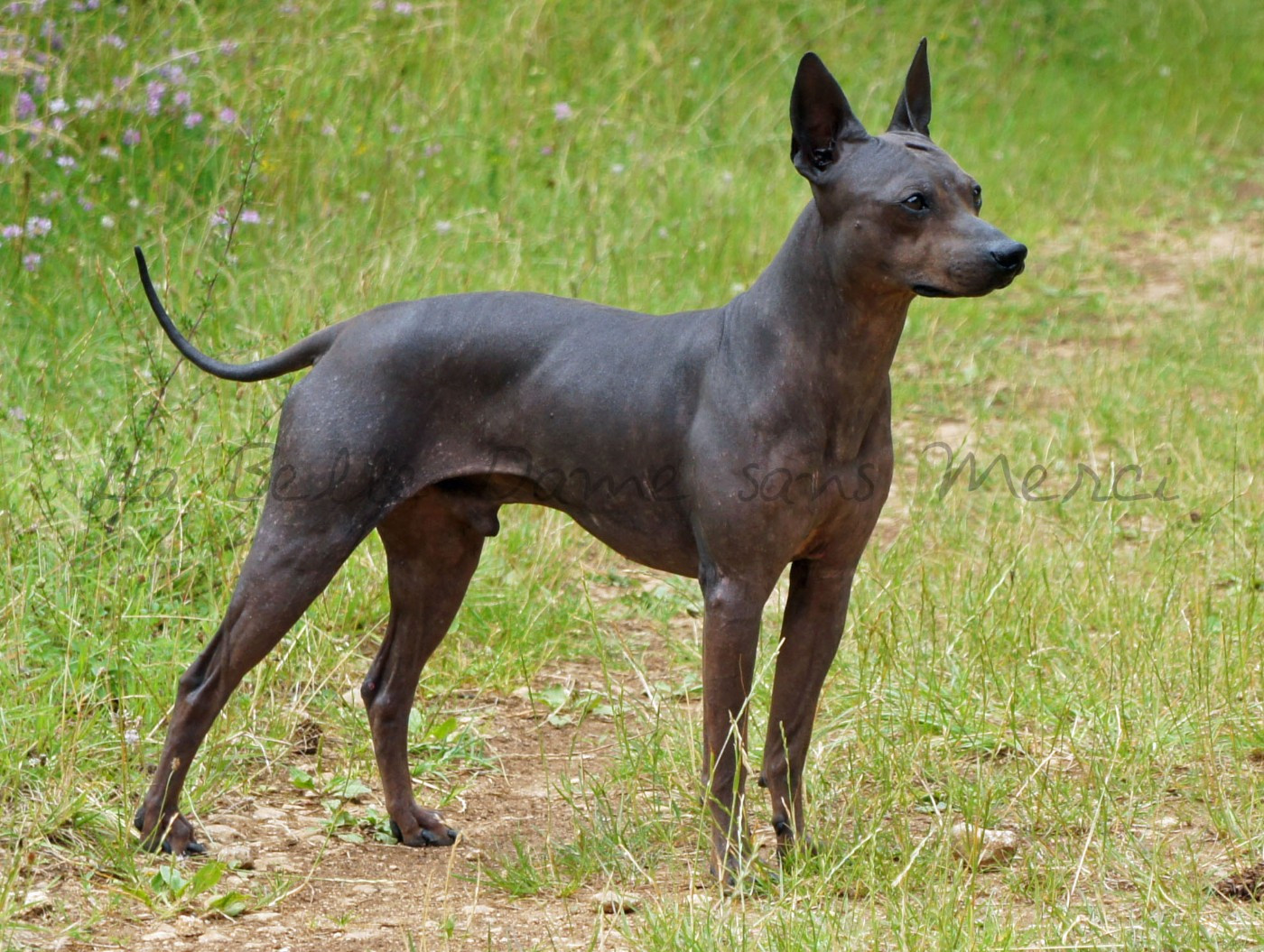 Publication : de la Belle Dame Sans Merci