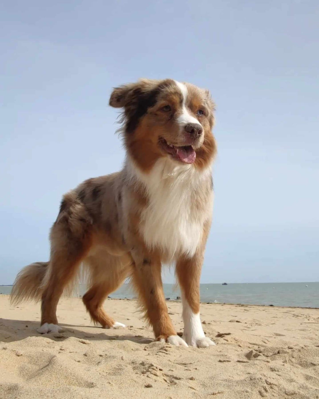 Publication : De La Croix Naudin 