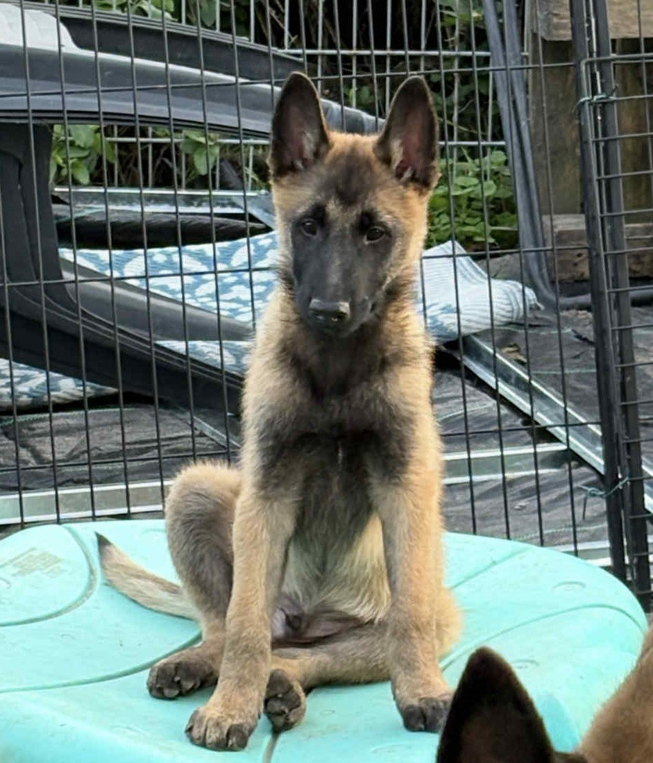 Publication : maski du van lappeenranta Auteur : SR