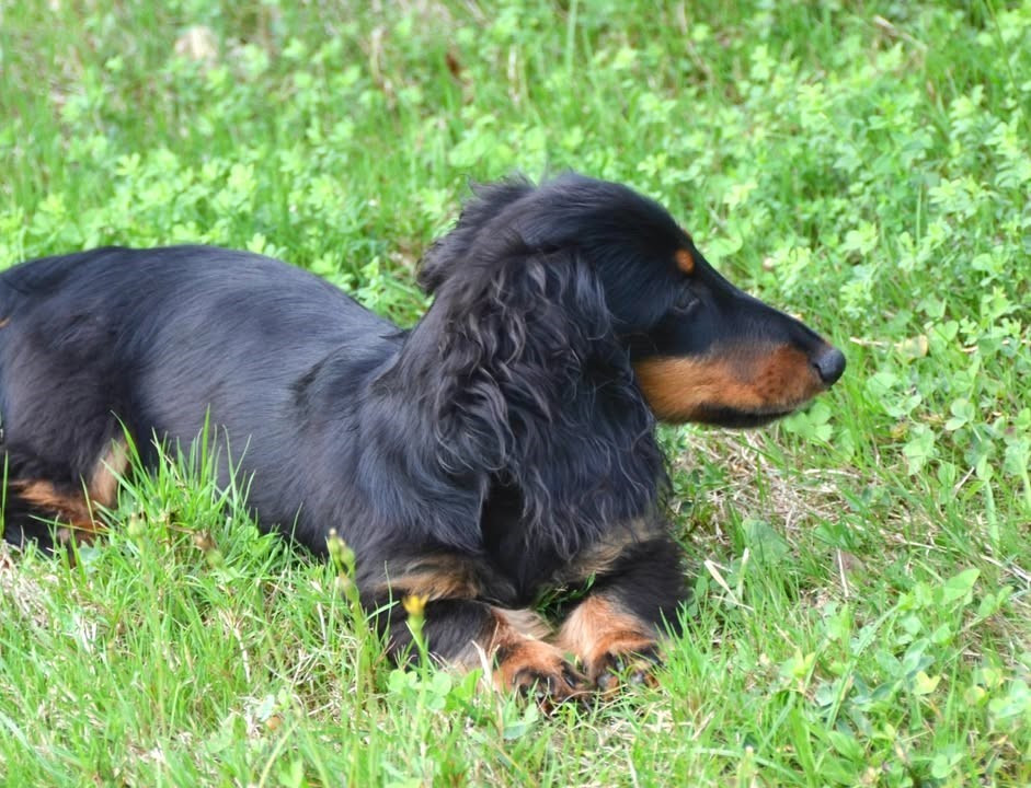 Publication : Dreams Maker's Auteur : Dreams maker's