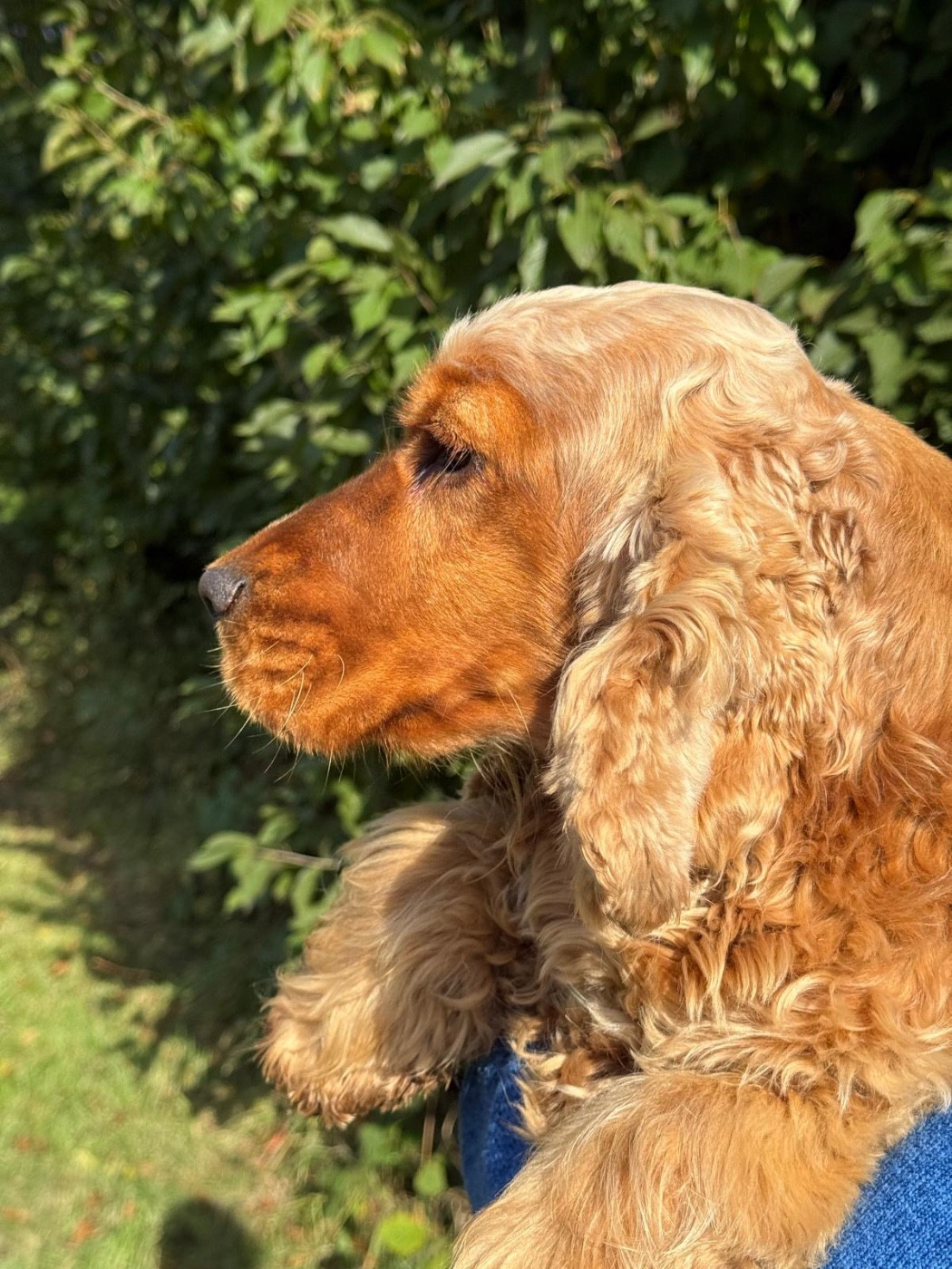 Publication : du puits a loups Auteur : S.ferandeau