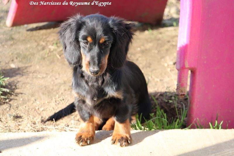 Publication : Des Narcisses Du Royaume D'egypte 