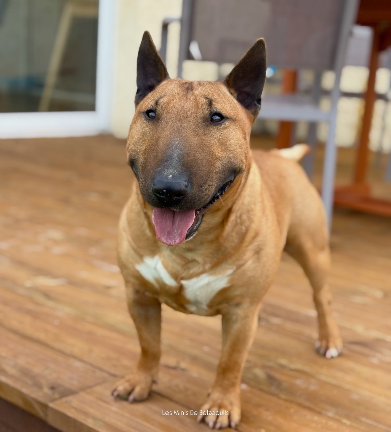 Publication : Des Minis De Belzebulls