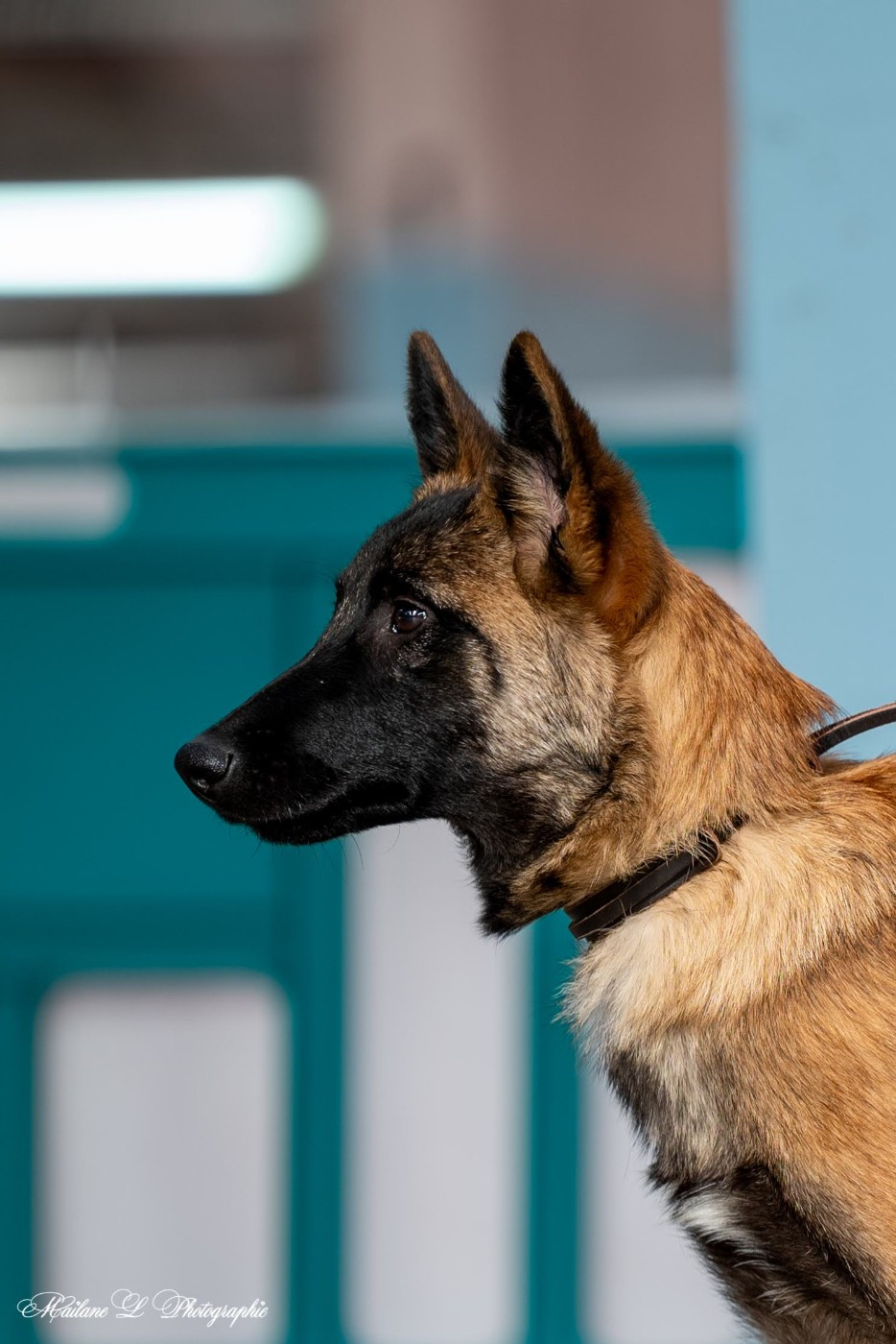 Publication : de l'empire du Phoenix Auteur : Moi