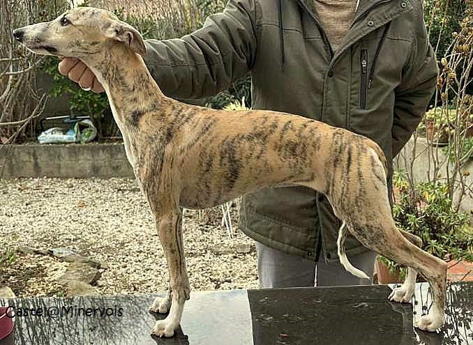 Publication : du castel minervois Auteur : Y.CONSTANT