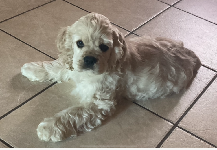 Publication : Angel Of Cooky