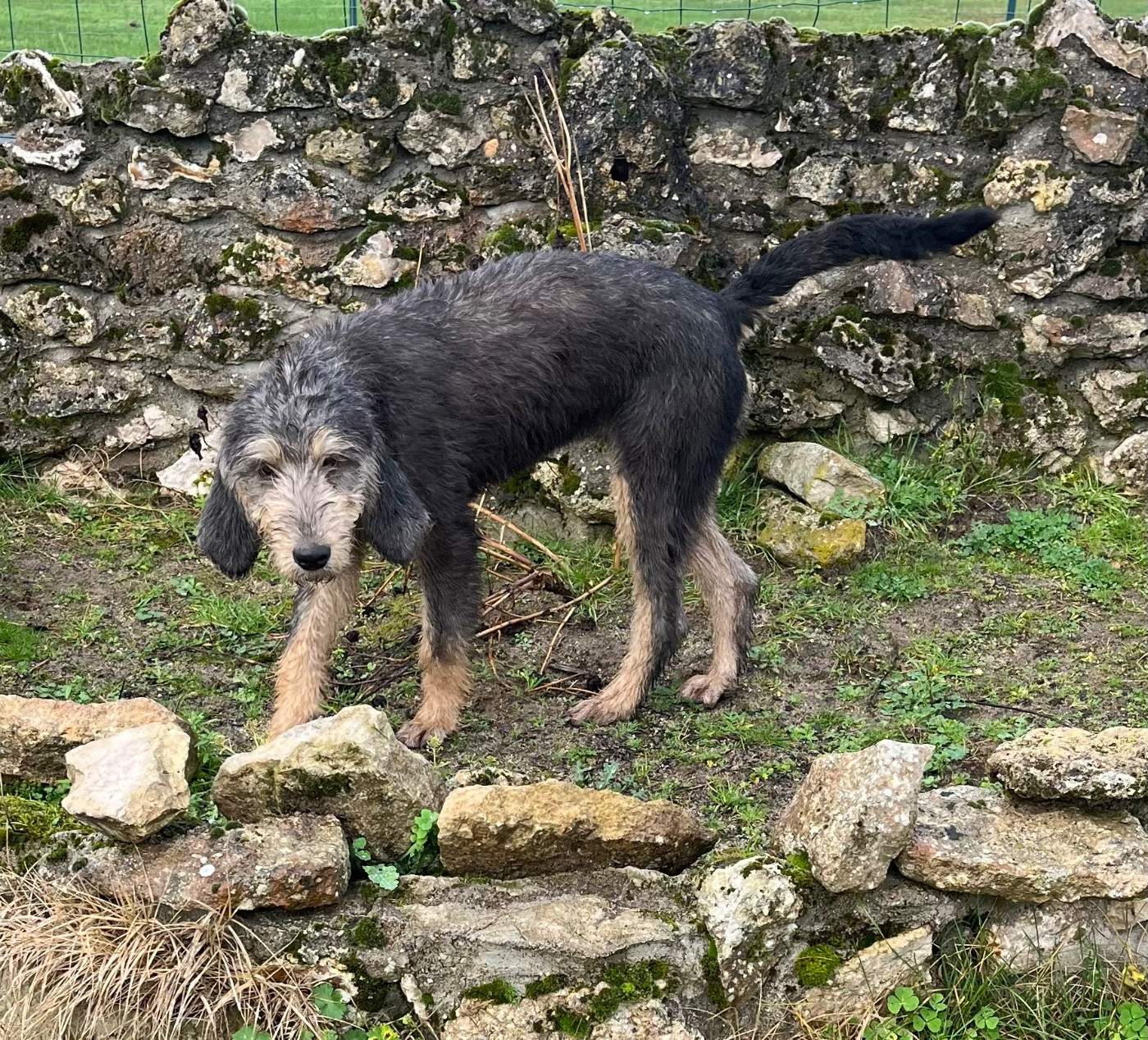 Publication : De La Dernière Harde De Sologne 