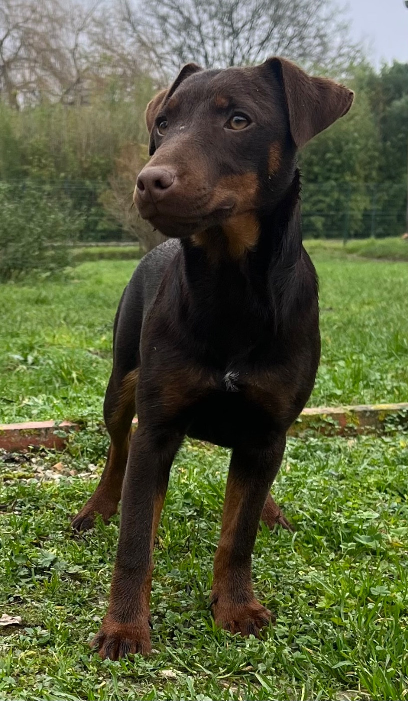 Publication : De La Dernière Harde De Sologne 