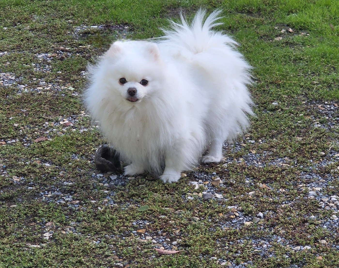 Publication : du jardin de Mesoz Auteur : Mesoz