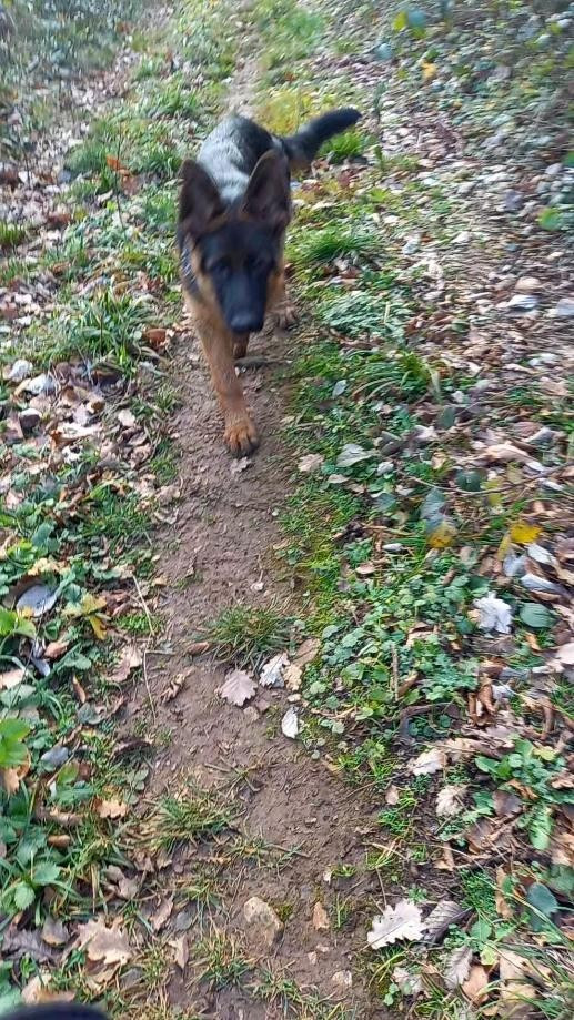 Publication : du logis des harfangs Auteur : Petetin Chantal