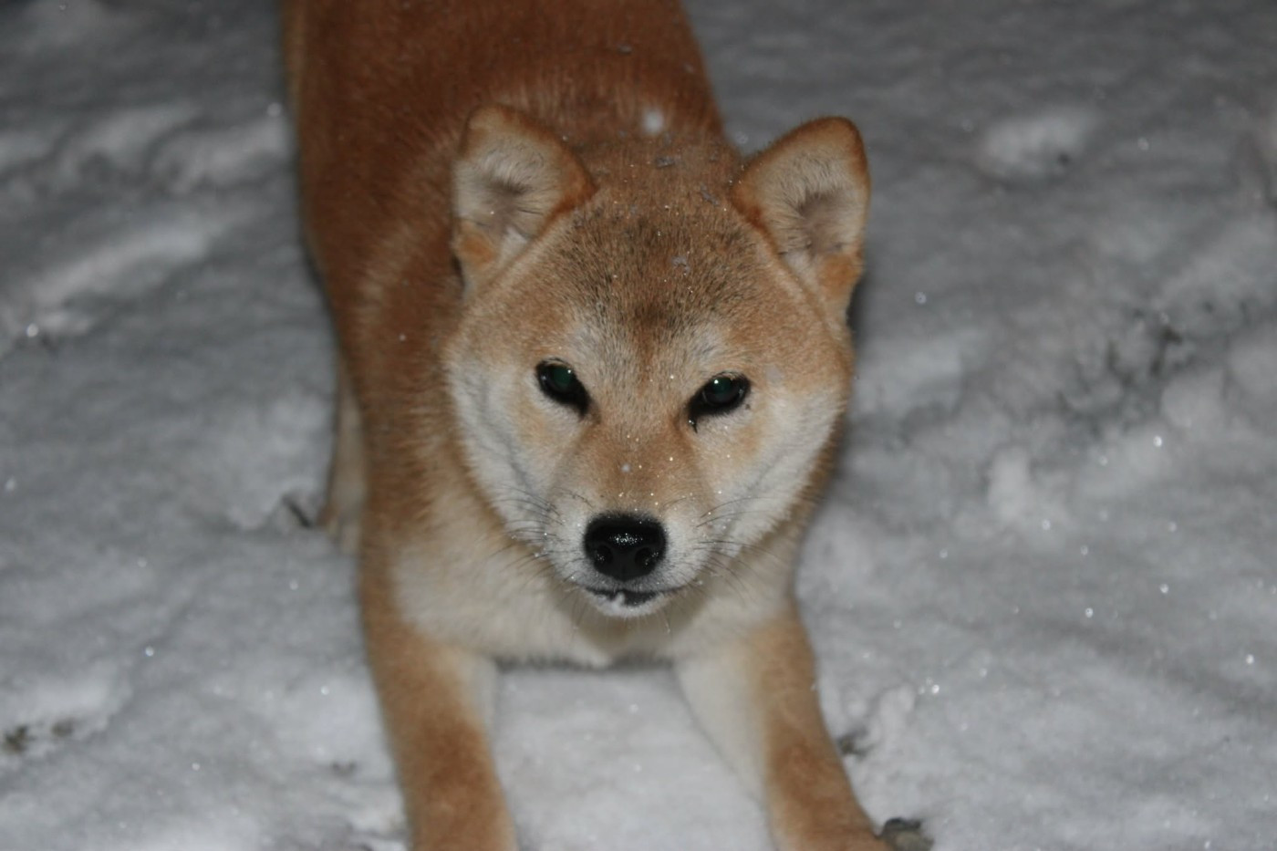 Publication : La Colline D'olga 