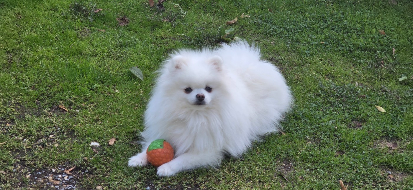 Publication : du jardin de Mesoz Auteur : Mesoz