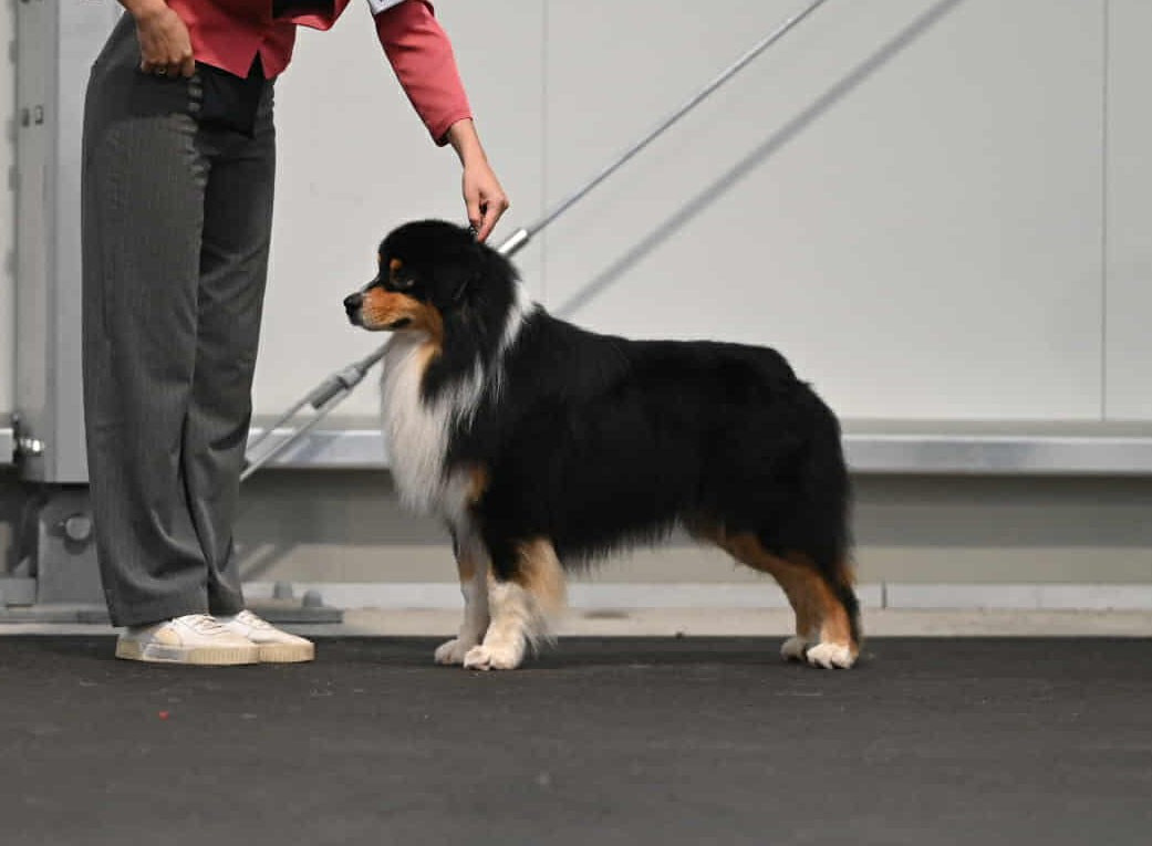 Publication : du chemin de la belle etoile Auteur : Nathalie Dron