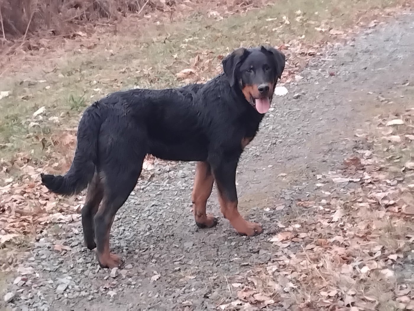 Publication : de la case des loups Auteur : Chapron v