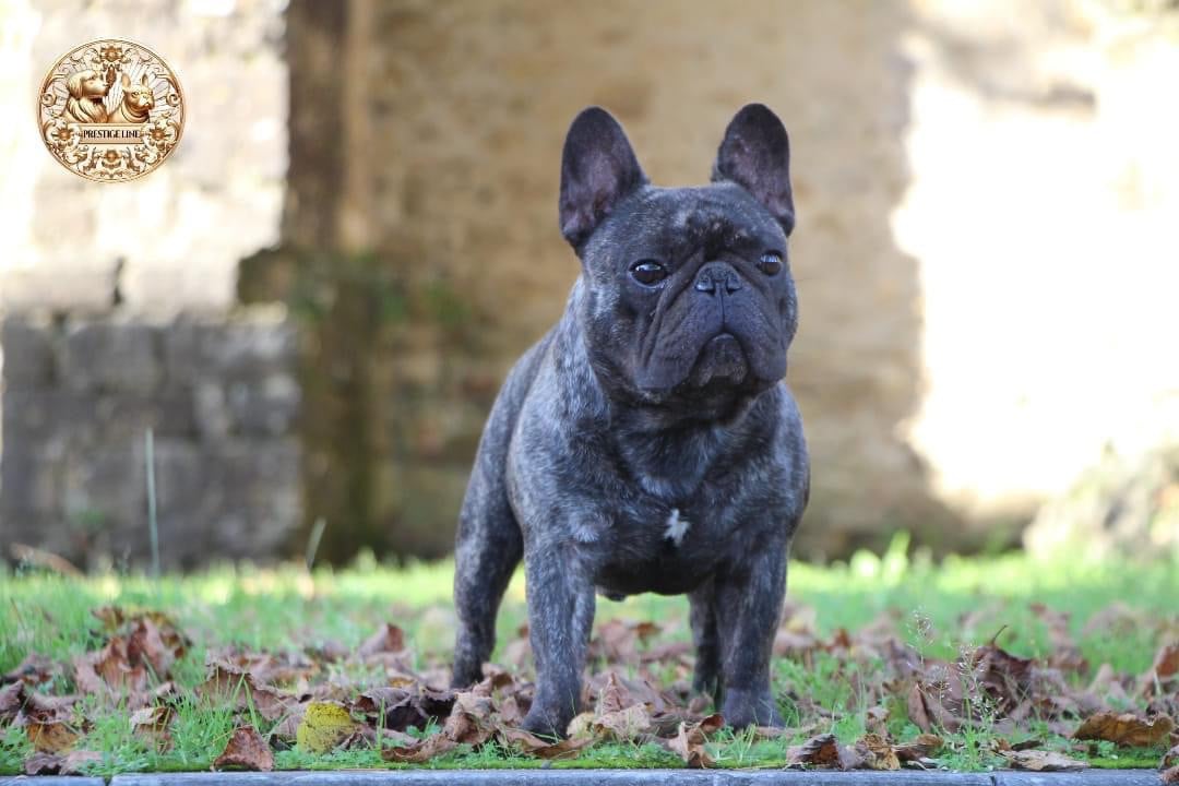 CH. Overdose mime line