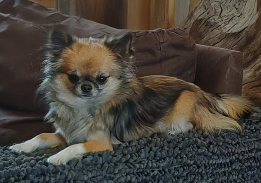 Publication : du Clan d'Adonis