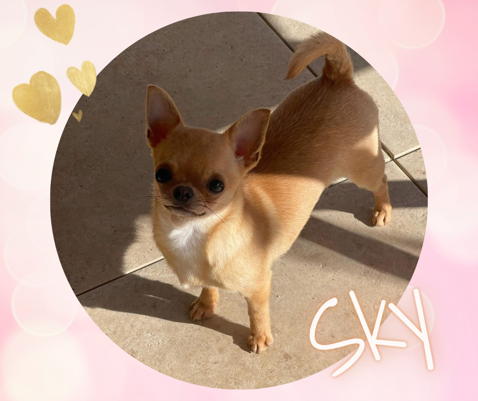 Publication : Des Bandits De Tula