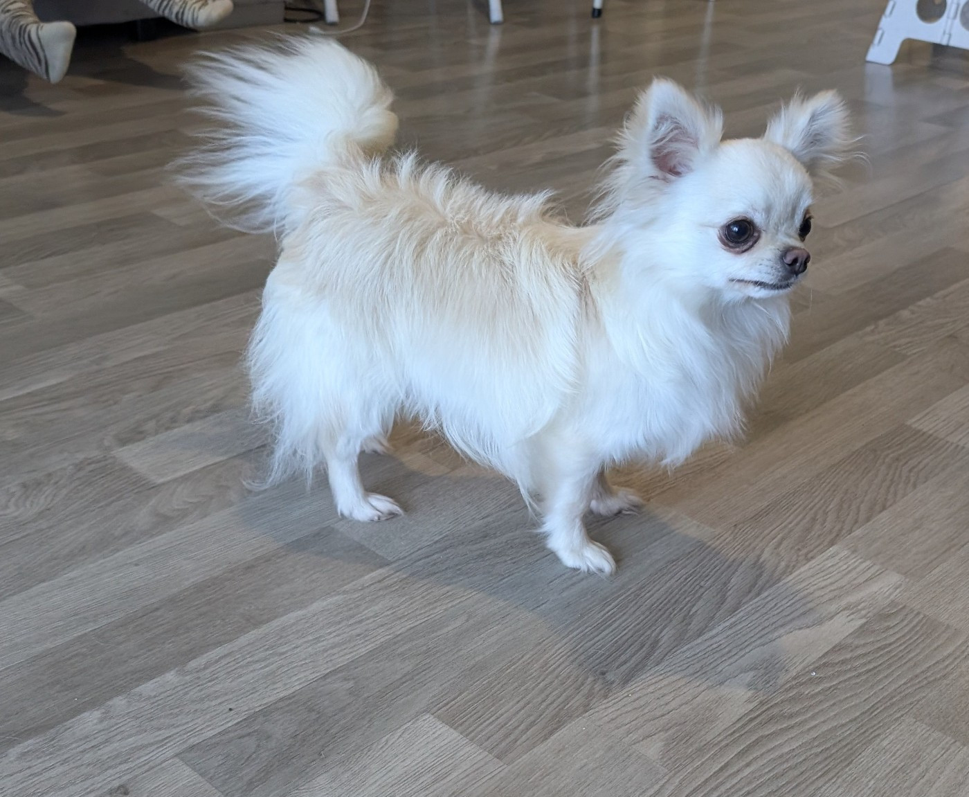 Publication : World's Of Monstera 