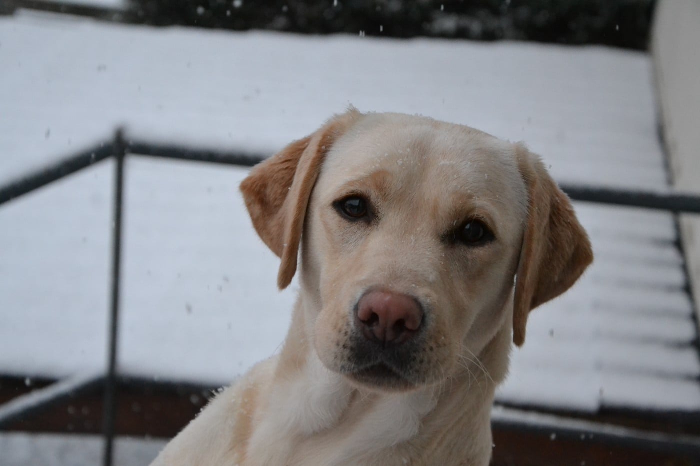 Publication : Ki Kalonek 