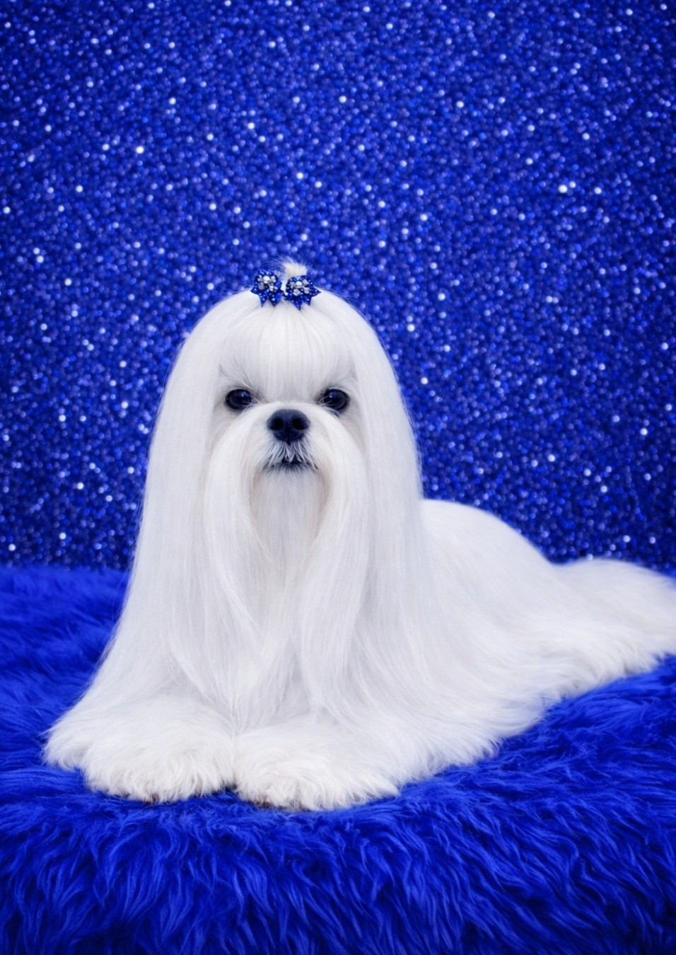 CH. luxury beauty Charlie boy