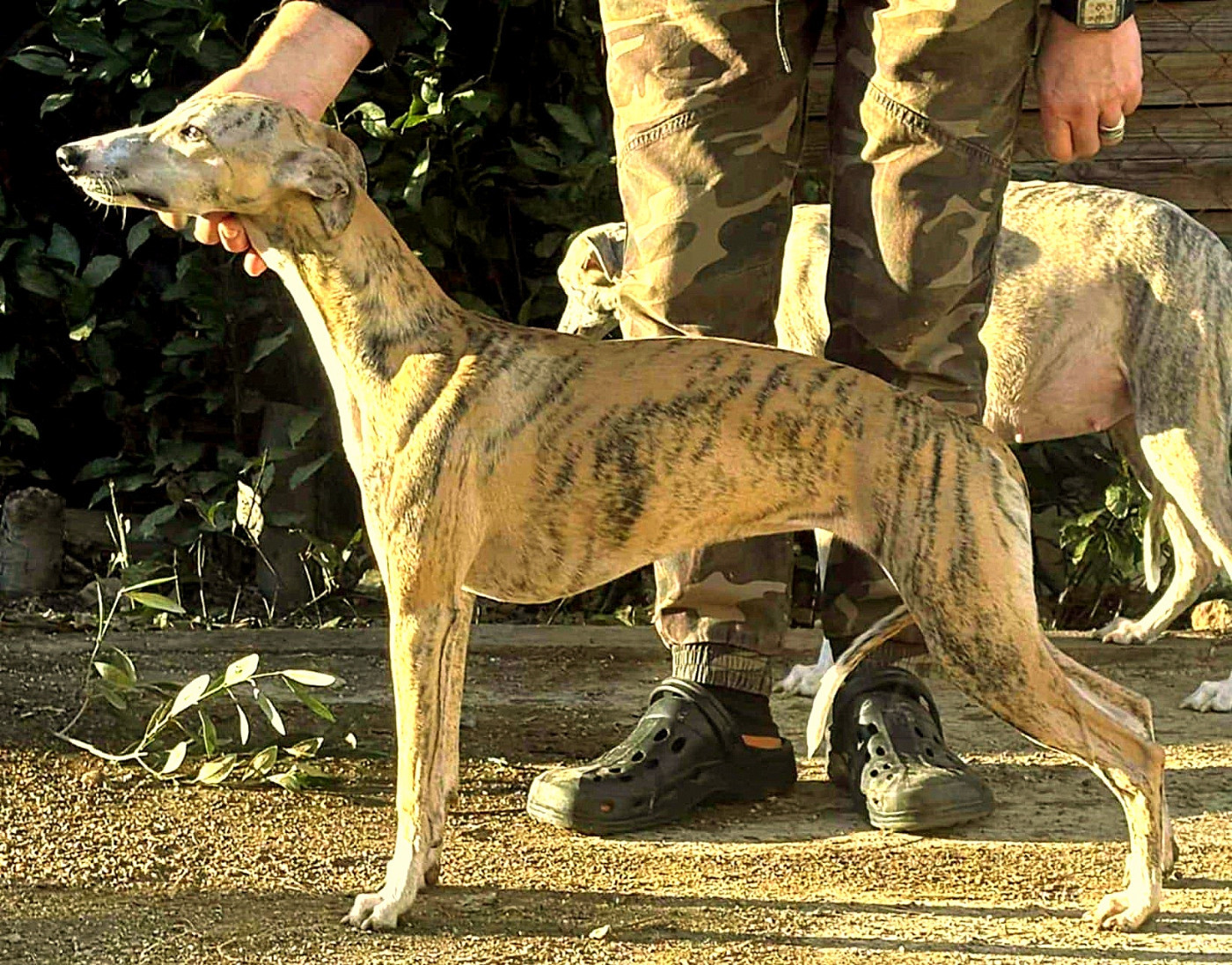 Publication : du castel minervois Auteur : Y.CONSTANT