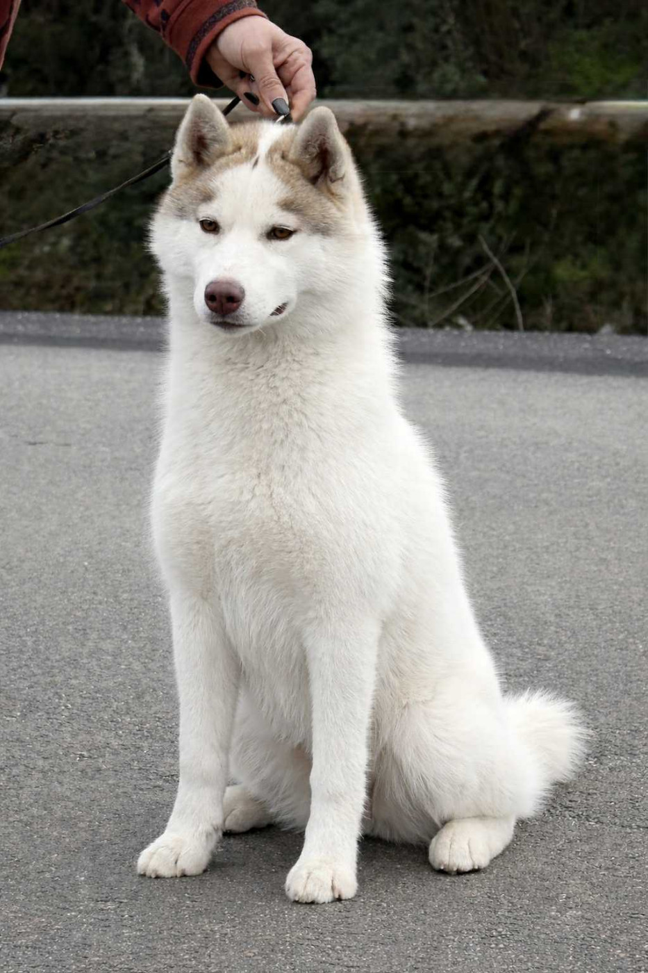 Publication : Corsicahusky Auteur : Of Nashkaia