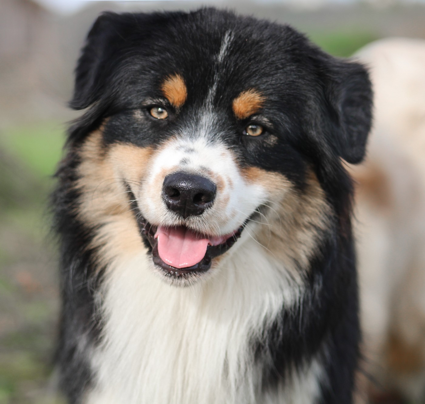 Publication : Of Wolf Descendants Auteur : Picard melanie