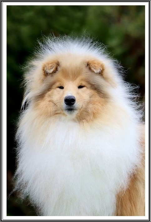 Publication : du bois des amazones Auteur : du Bois des Amazones