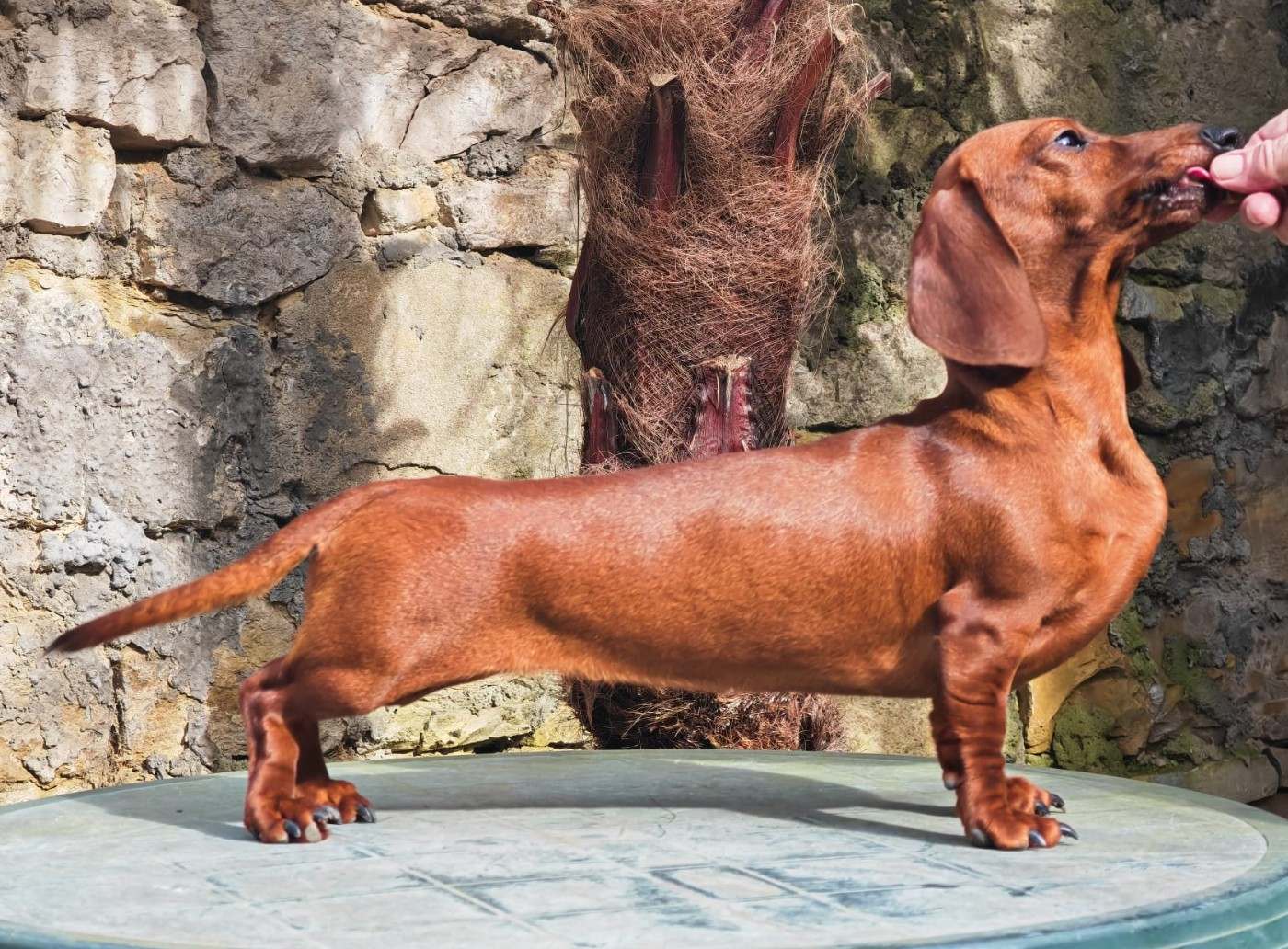 Publication : Devils Rock