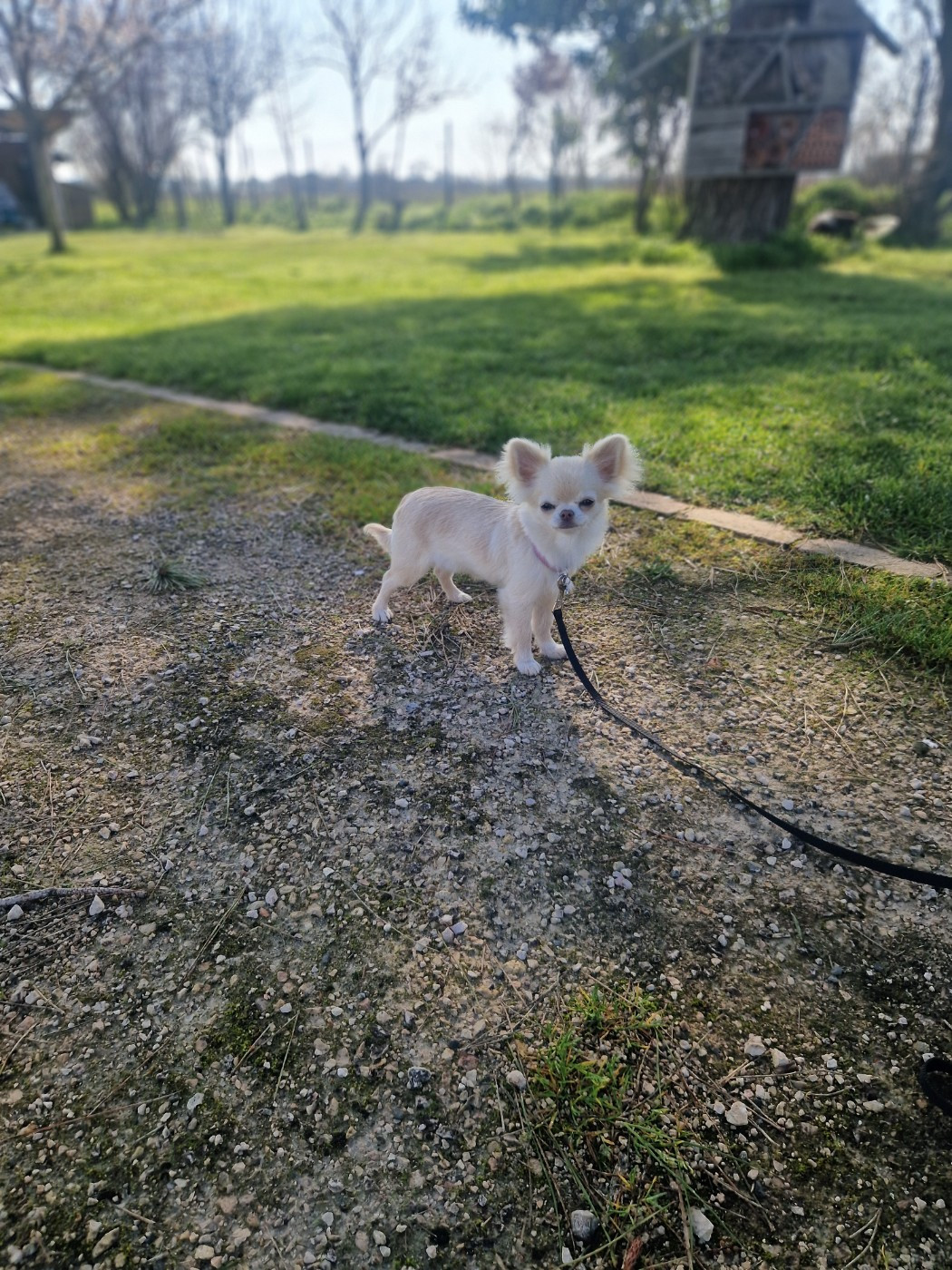 Publication : Des Légendes De Sardelis 