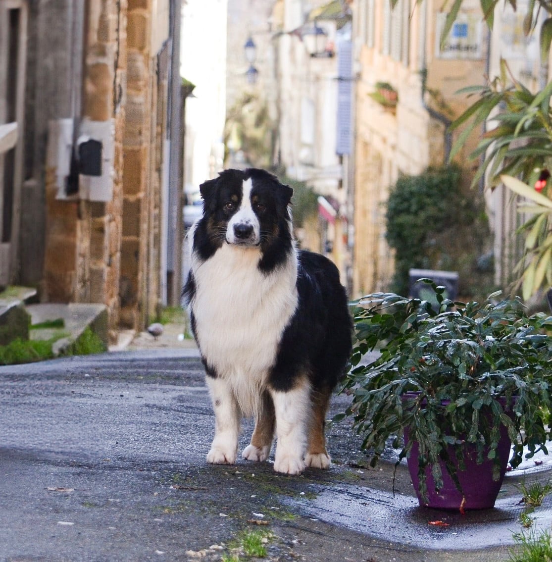 Publication : Kyubi Sheperds