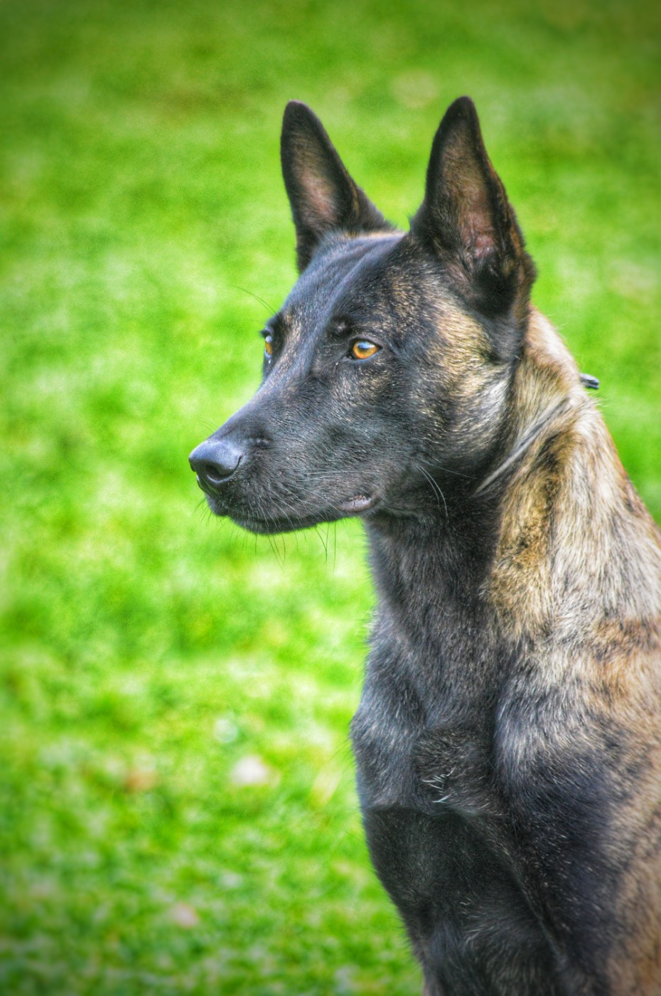 Publication : Du Clan Des Etoiles Noires 