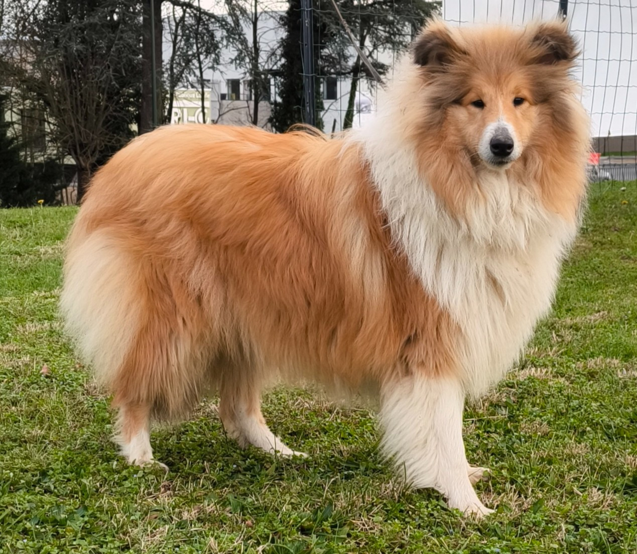 Publication : De Charletienne