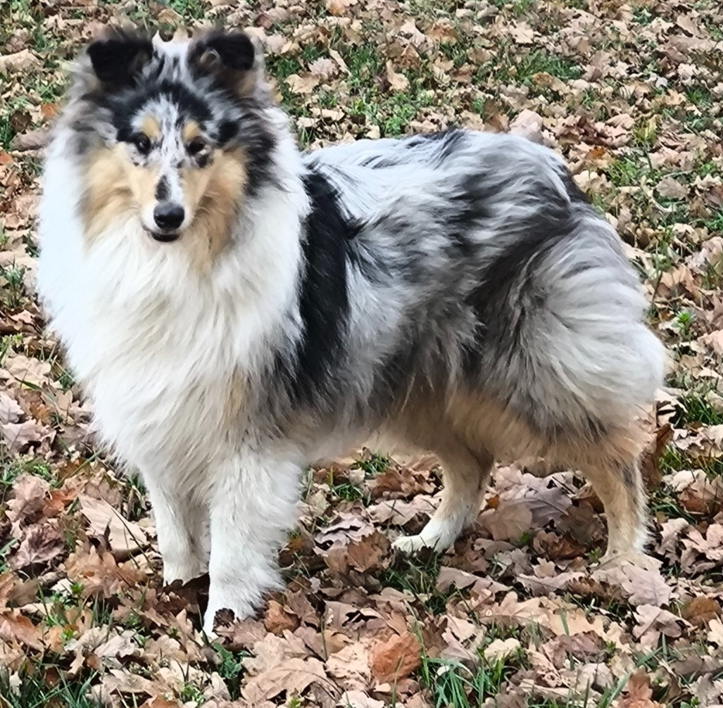 Publication : De Charletienne