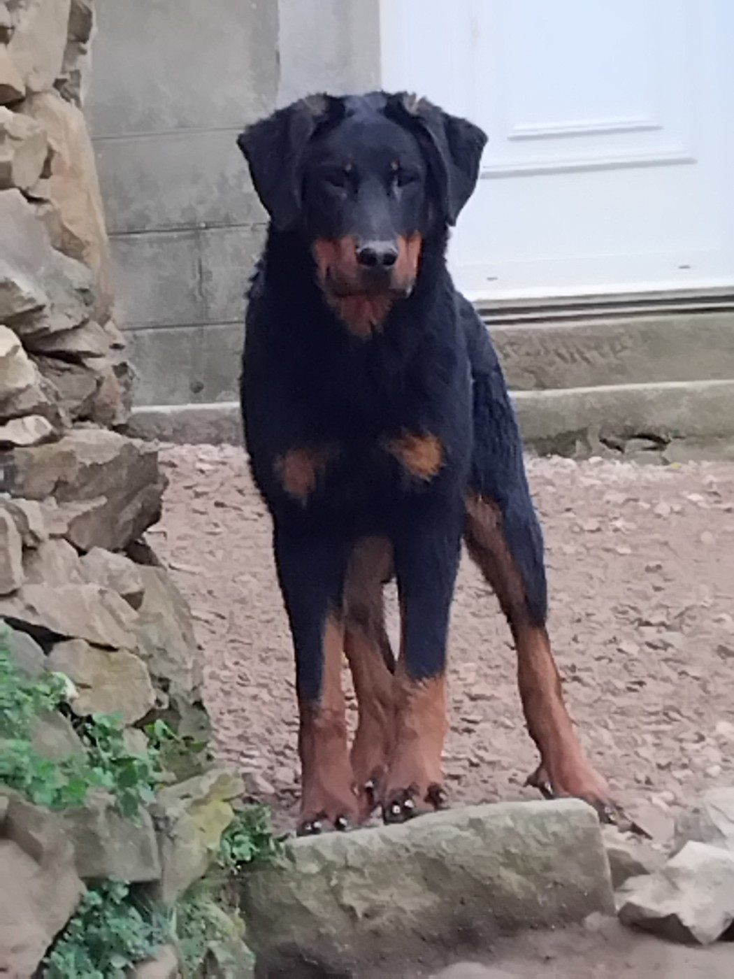 Publication : de la case des loups Auteur : Chapron v