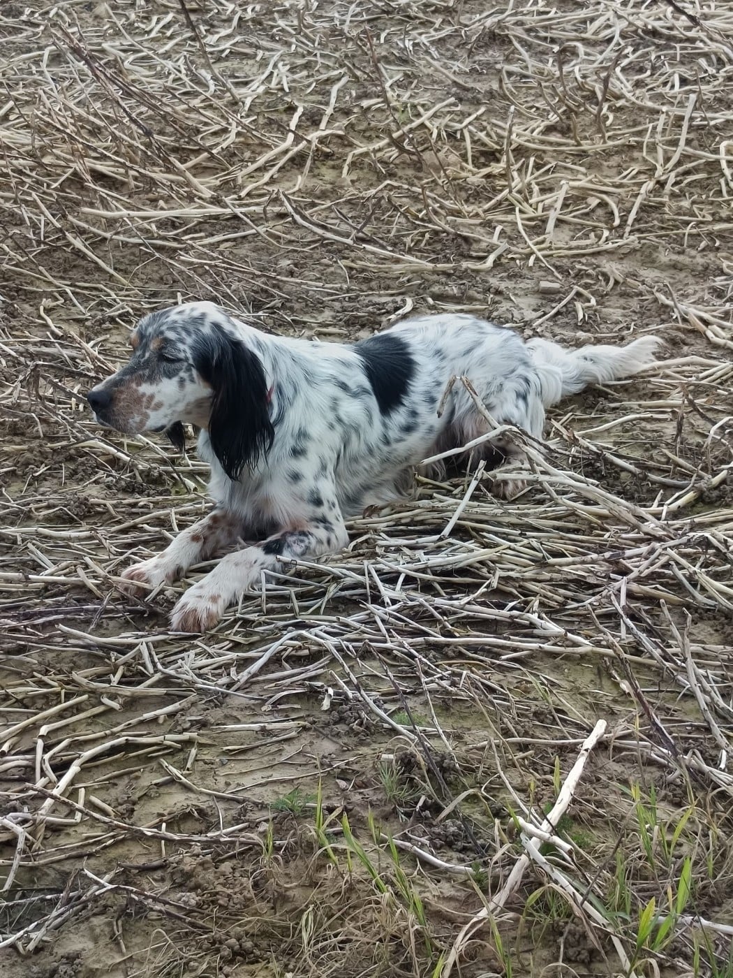 Publication : Des Berges De L'illet Auteur : Berges de l'Illet